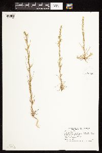 Salsola tragus image