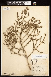 Salsola tragus image