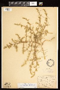 Salsola tragus image