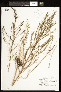 Salsola tragus image
