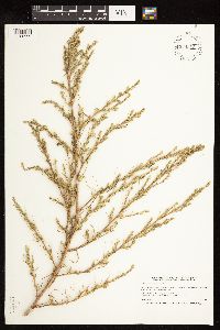 Salsola tragus image