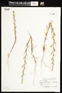 Salsola tragus image