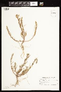 Salsola tragus image