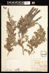 Amorpha canescens image