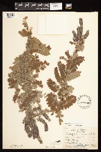 Amorpha canescens image