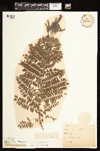 Amorpha canescens image