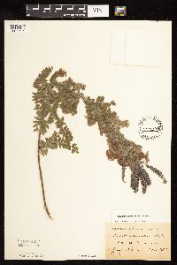 Amorpha canescens image