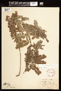 Amorpha canescens image