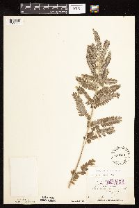 Amorpha canescens image