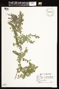 Amorpha canescens image