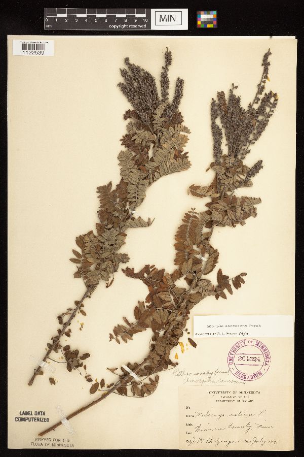 Amorpha canescens image