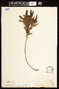 Image Associated With the Occurrence