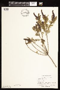 Amorpha nana image