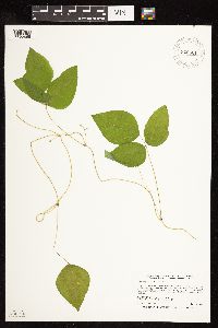 Amphicarpaea bracteata image