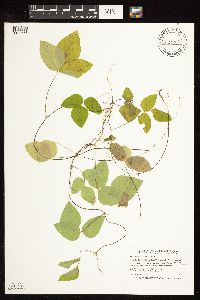 Amphicarpaea bracteata image