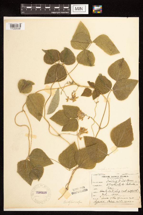 Amphicarpaea bracteata image
