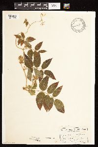 Apios americana image