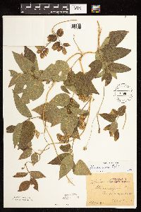 Apios americana image