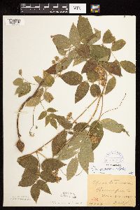 Apios americana image