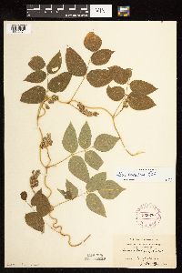 Apios americana image