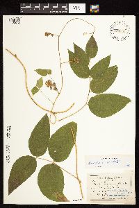 Apios americana image