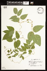 Apios americana image