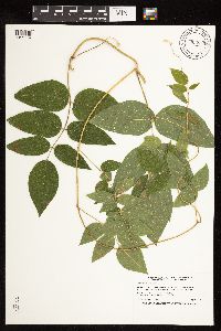 Apios americana image