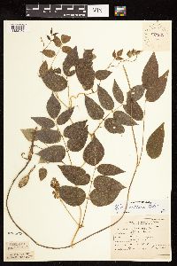 Apios americana image