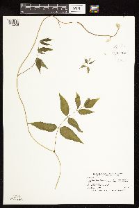 Apios americana image