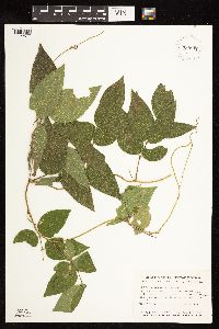 Apios americana image