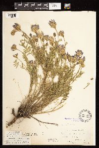 Astragalus laxmannii image