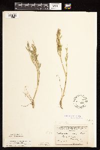 Astragalus laxmannii image