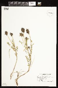 Astragalus laxmannii image