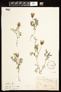 Image Associated With the Occurrence