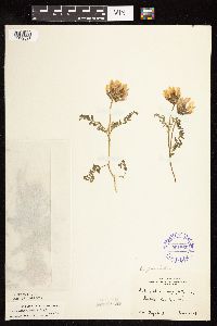 Image Associated With the Occurrence