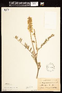 Astragalus canadensis image