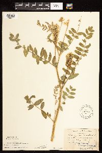 Astragalus canadensis image