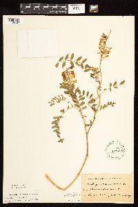 Astragalus canadensis image