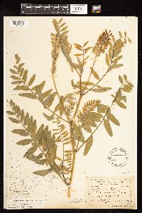 Astragalus canadensis image