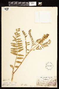 Astragalus canadensis image