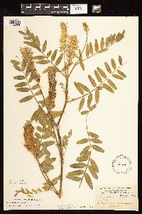Astragalus canadensis image