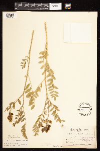 Astragalus canadensis image