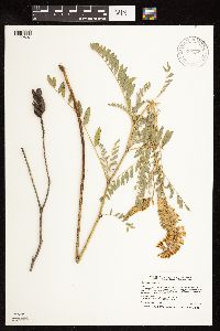 Astragalus canadensis image