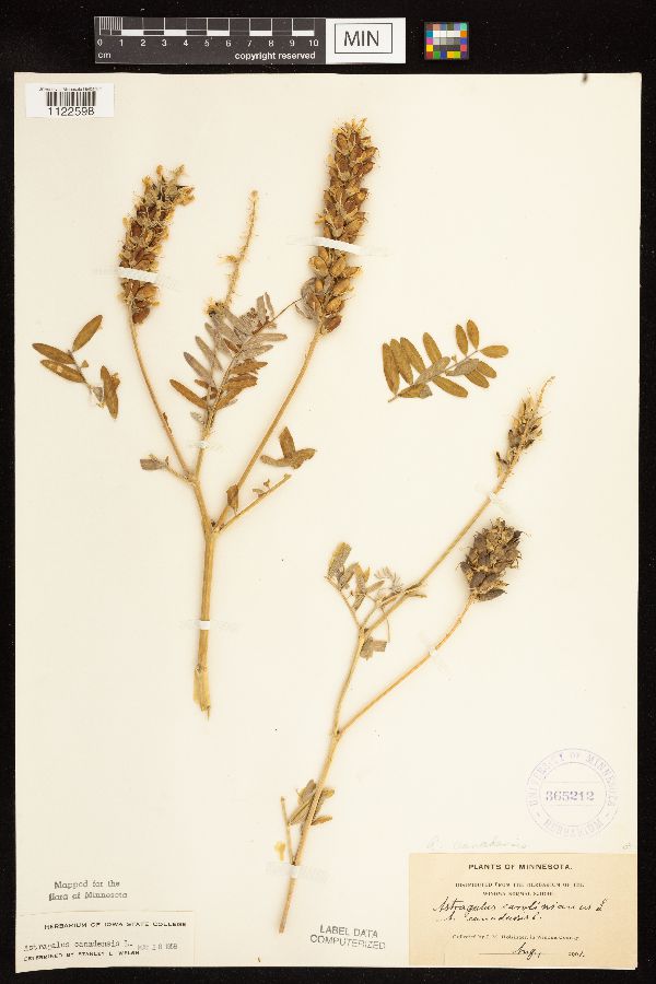 Astragalus canadensis image