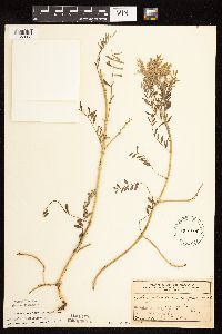 Astragalus crassicarpus image