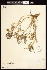 Astragalus crassicarpus image