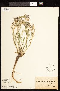 Astragalus crassicarpus image