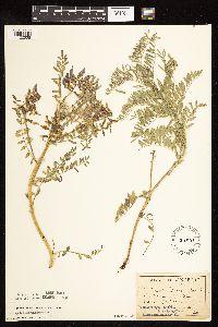 Astragalus crassicarpus image