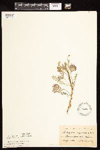 Astragalus crassicarpus image