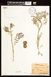 Astragalus crassicarpus image